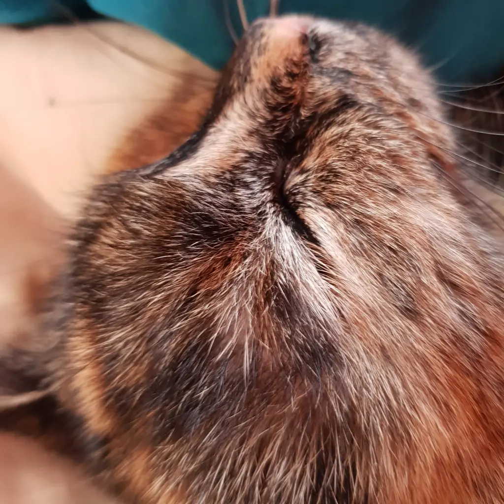 Image from Kitty