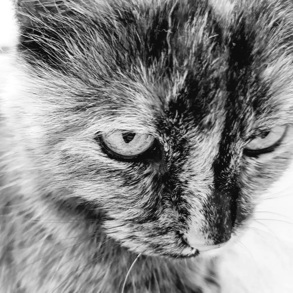 Image from Kitty