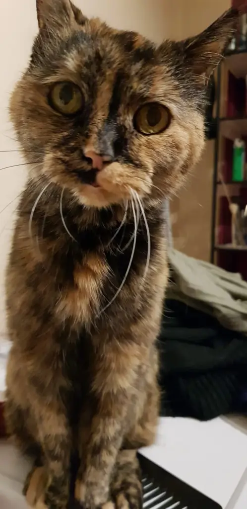 Image from Kitty