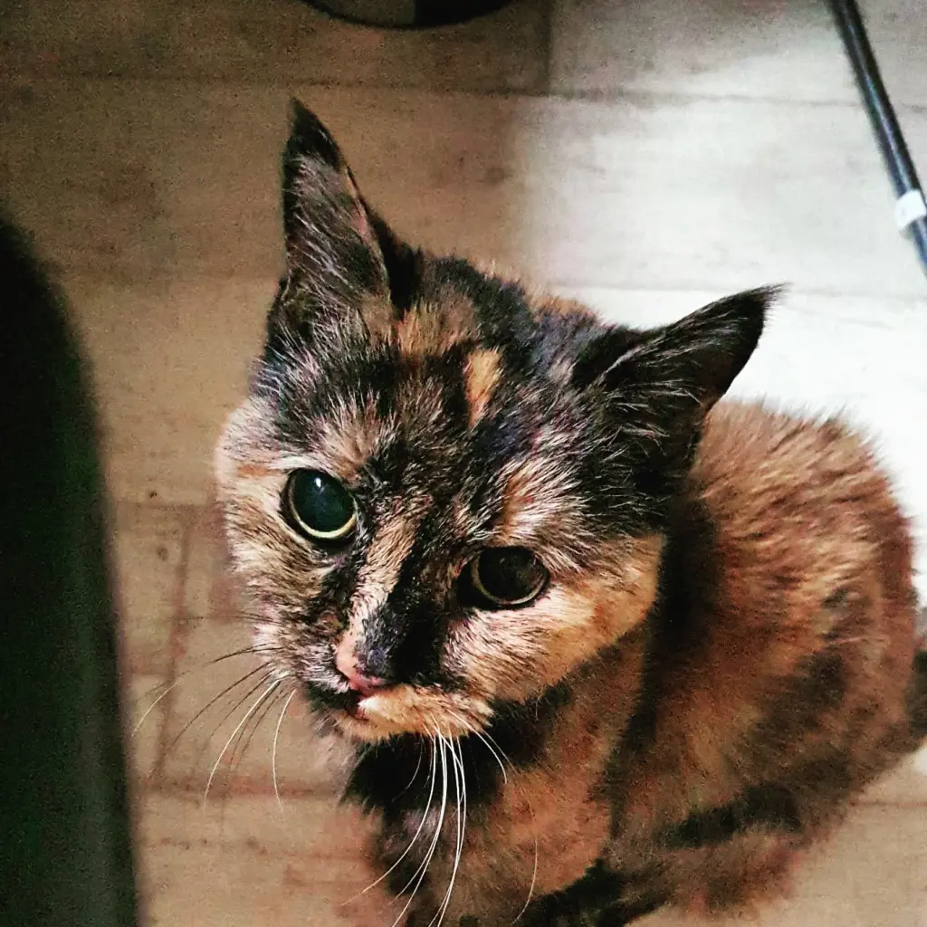 Image from Kitty
