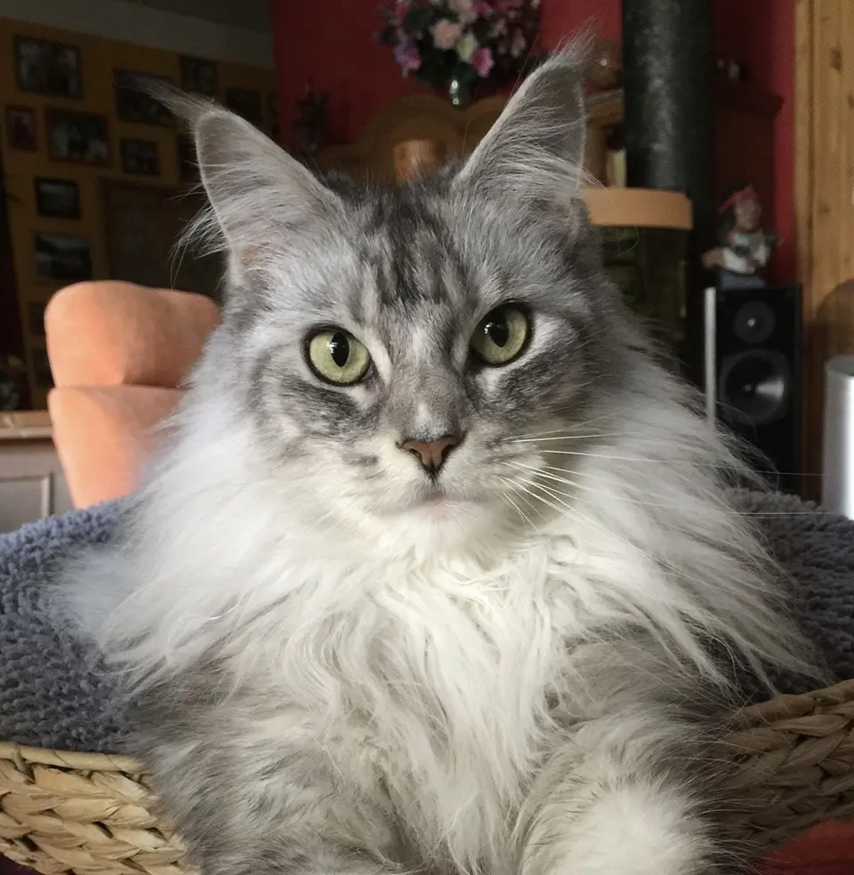 Condolence image of Claudia 