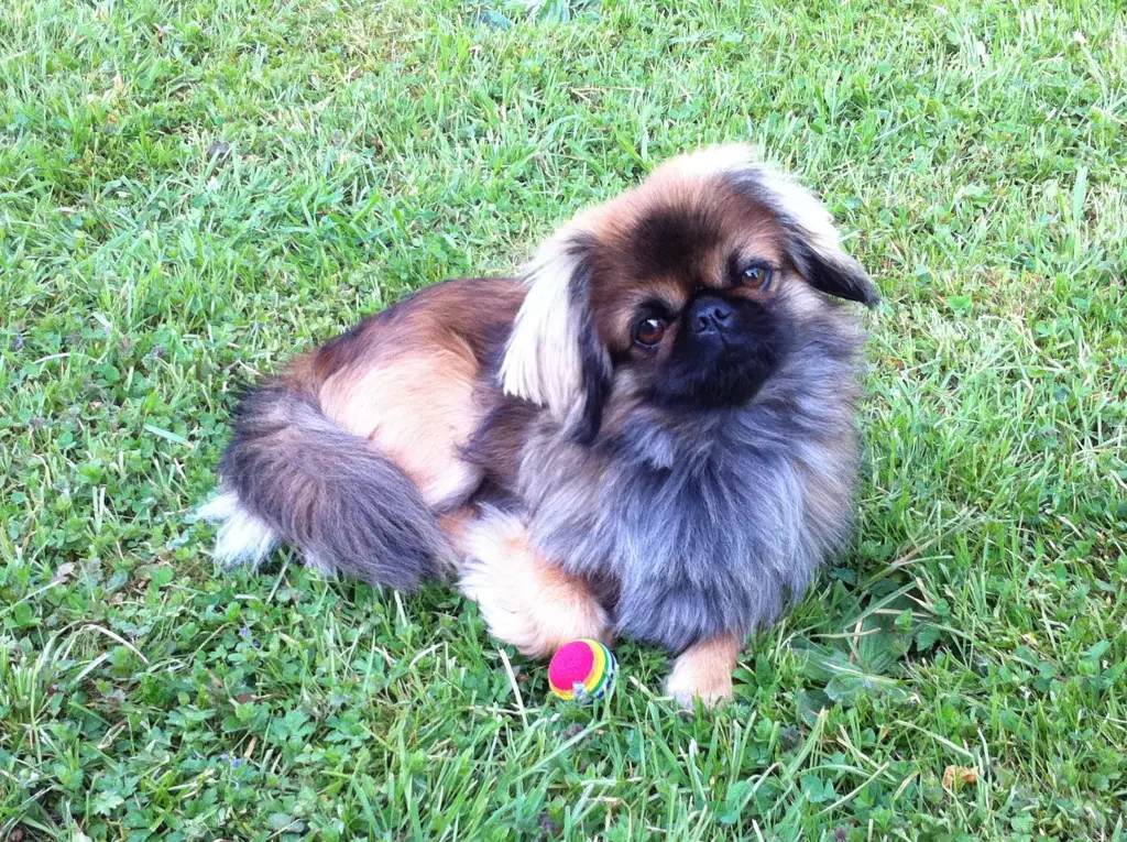 Image from Gismo