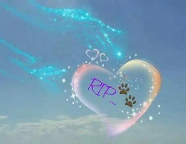 Condolence image of Tany