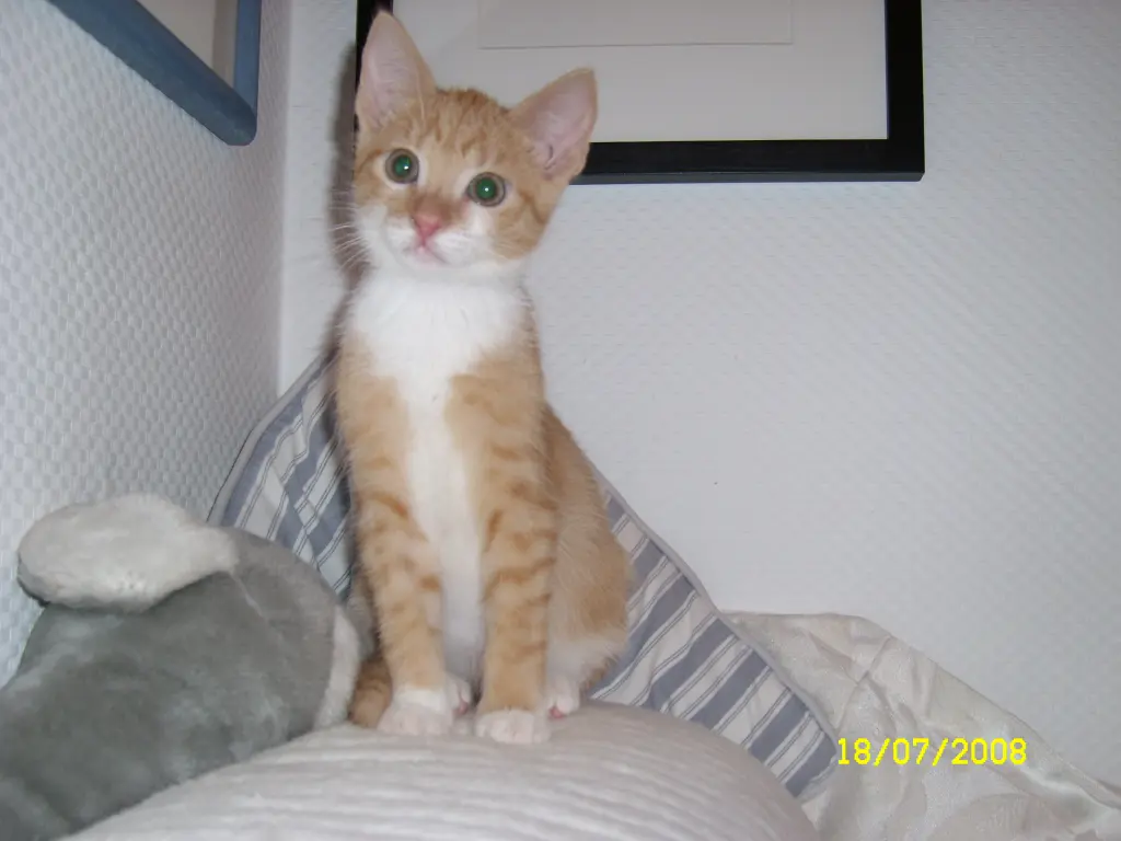 Image from  Simba 