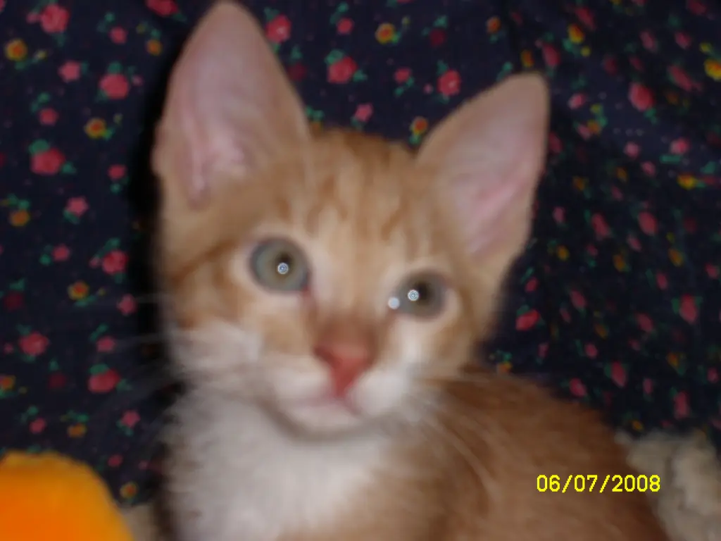 Image from Simba