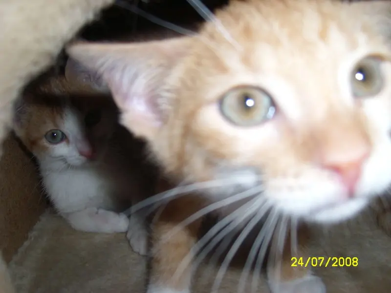 Image from Simba