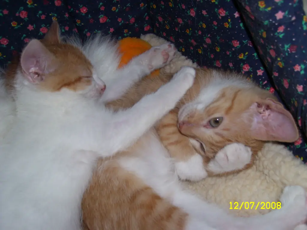 Image from Simba