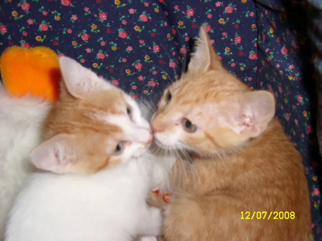 Image from Simba