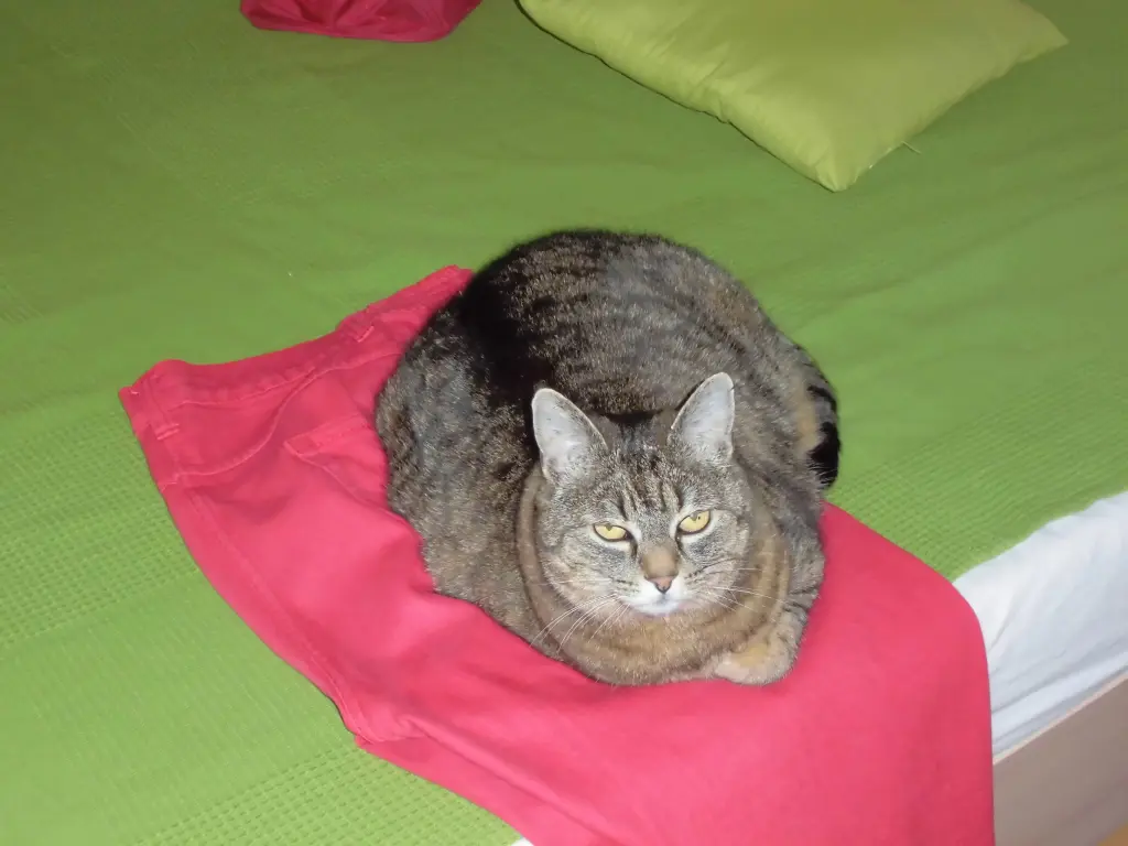 Image from Tinka