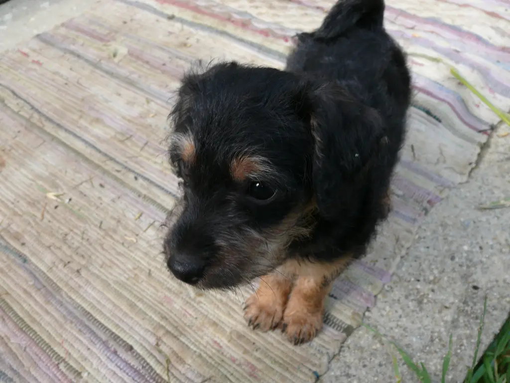 Image from Lucky