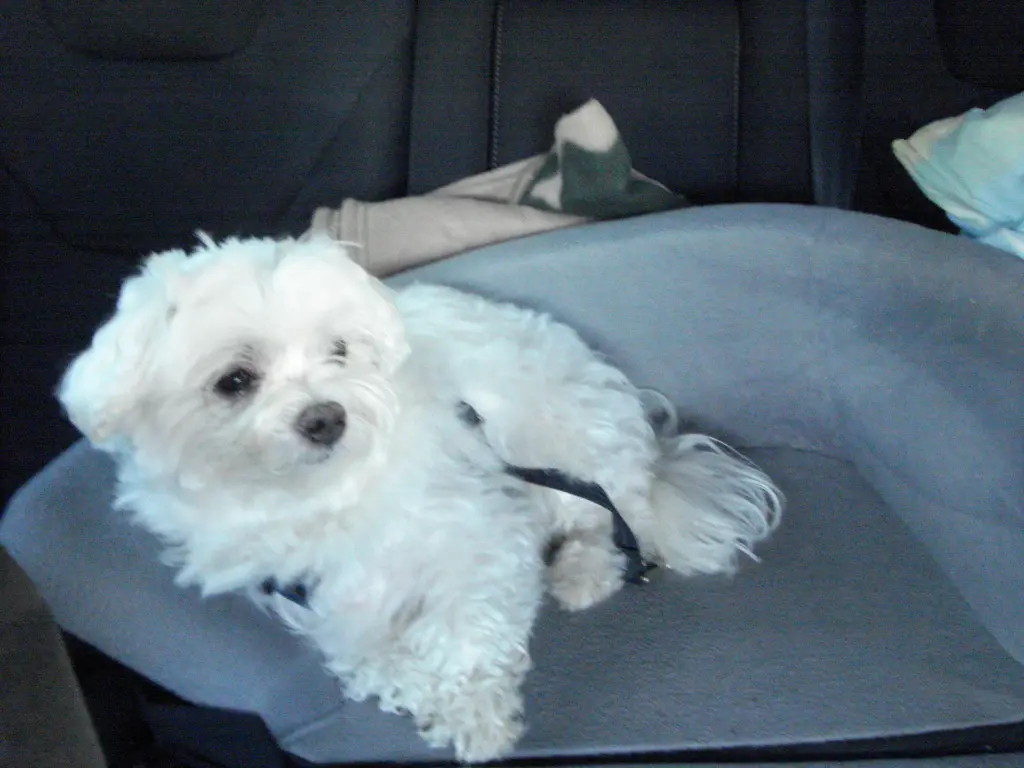 Image from Gizmo