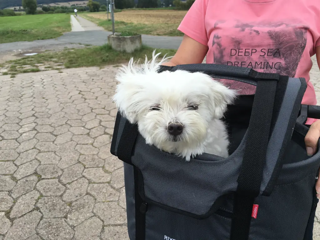 Image from Gizmo