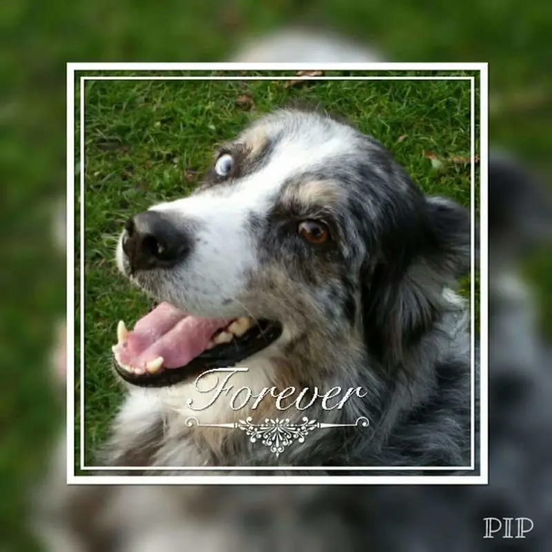 Condolence image of Elvi