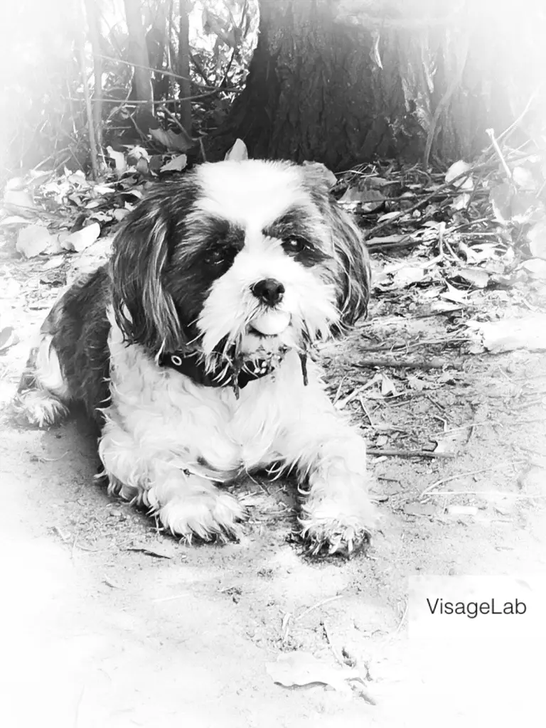 Image from Pebbles