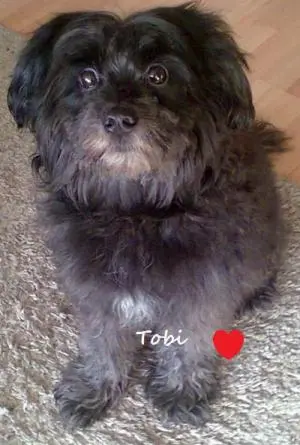 Condolence image of Silvia mit Tobi im Herzen