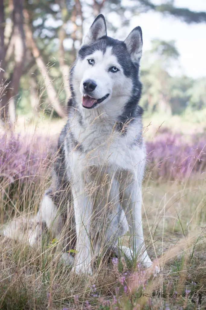 Condolence image of Candy