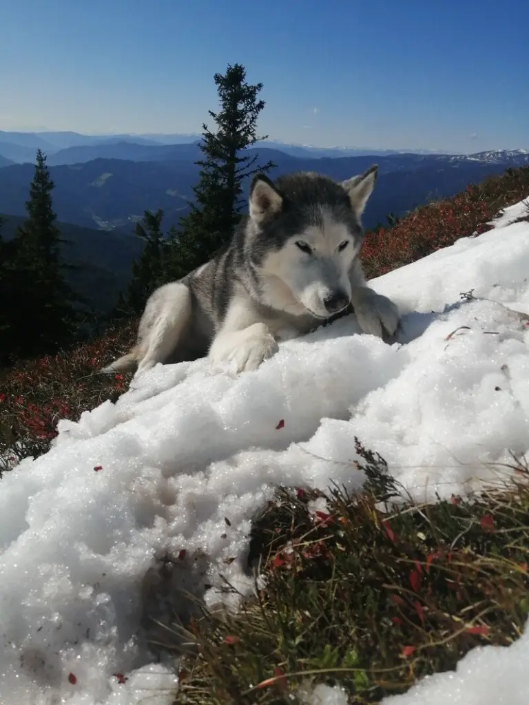 Condolence image of Candy