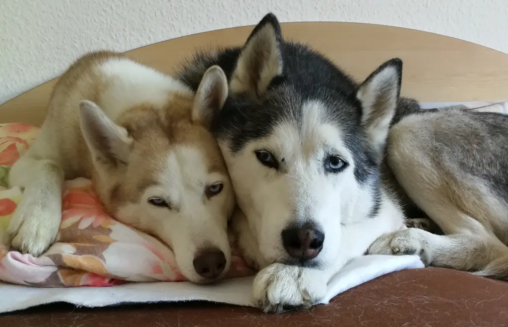 Condolence image of Candy