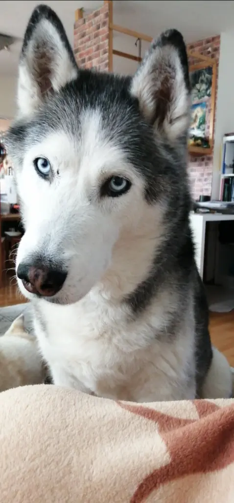 Condolence image of Candy