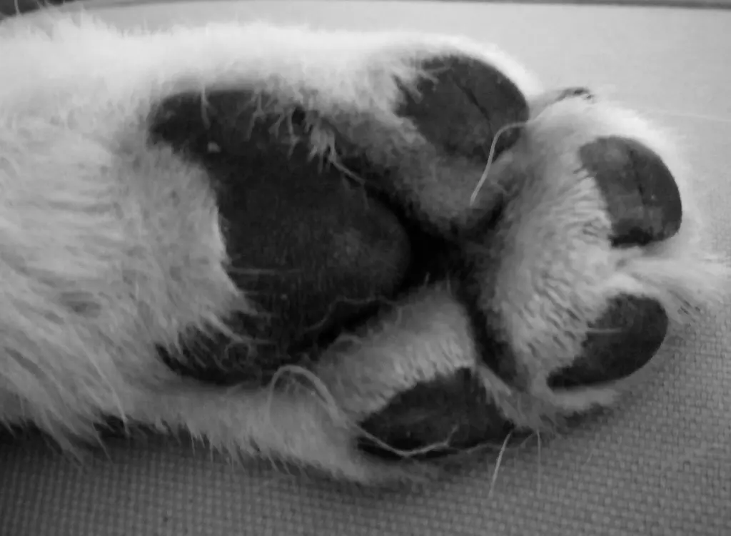Condolence image of Candy