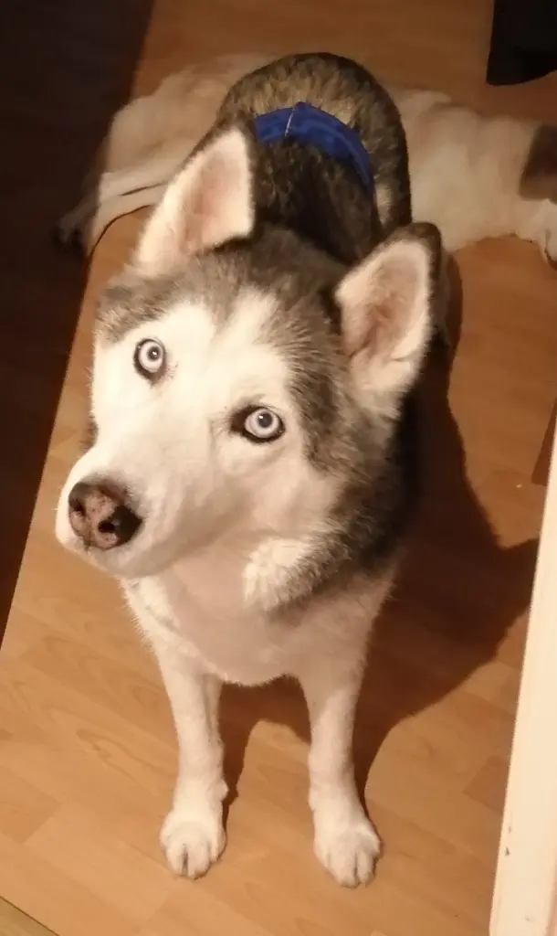 Condolence image of Candy