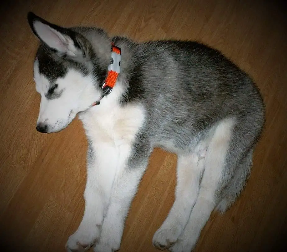 Condolence image of Candy