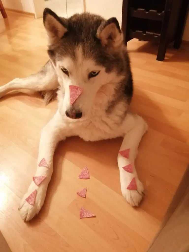 Condolence image of Candy 