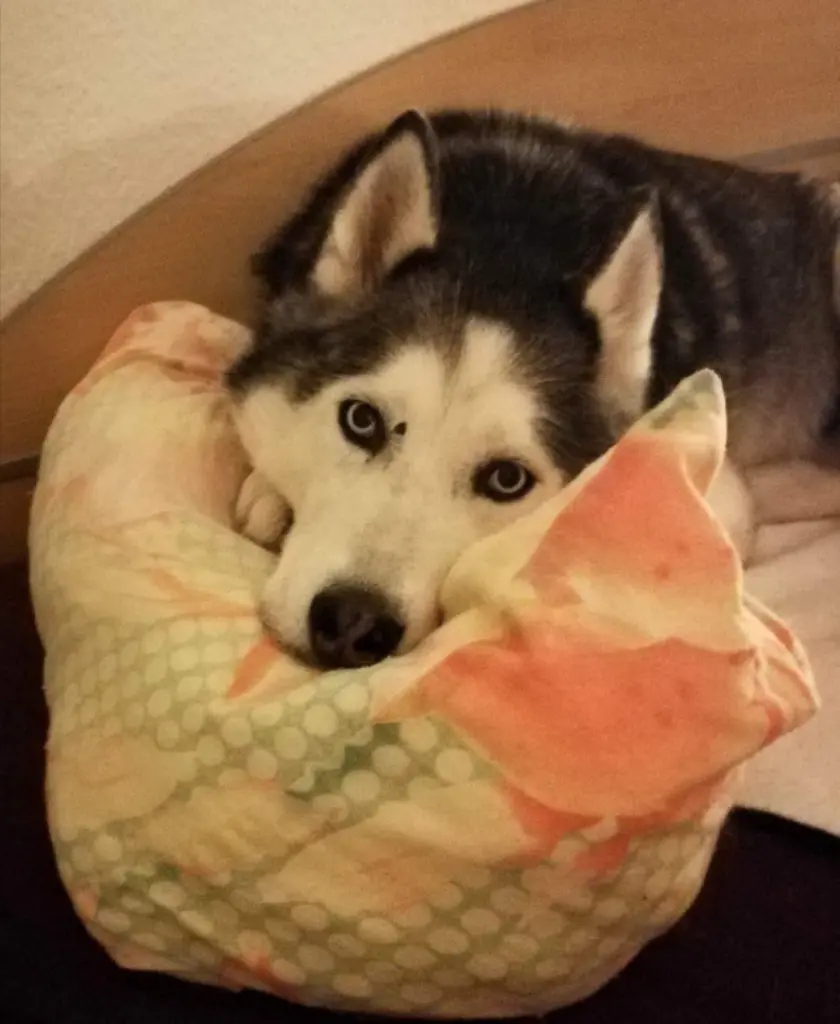 Condolence image of Candy 