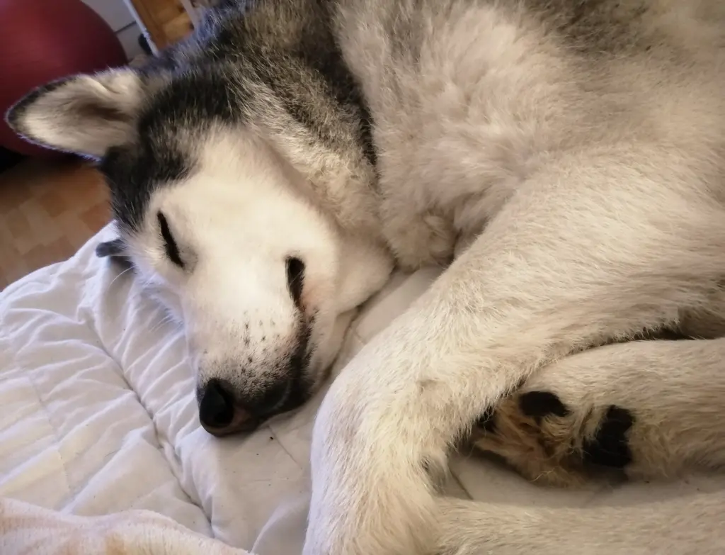 Condolence image of Candy