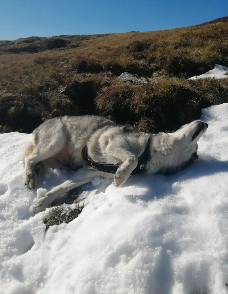 Condolence image of Candy 