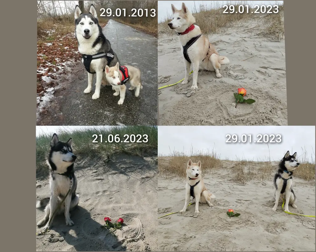 Condolence image of Candy