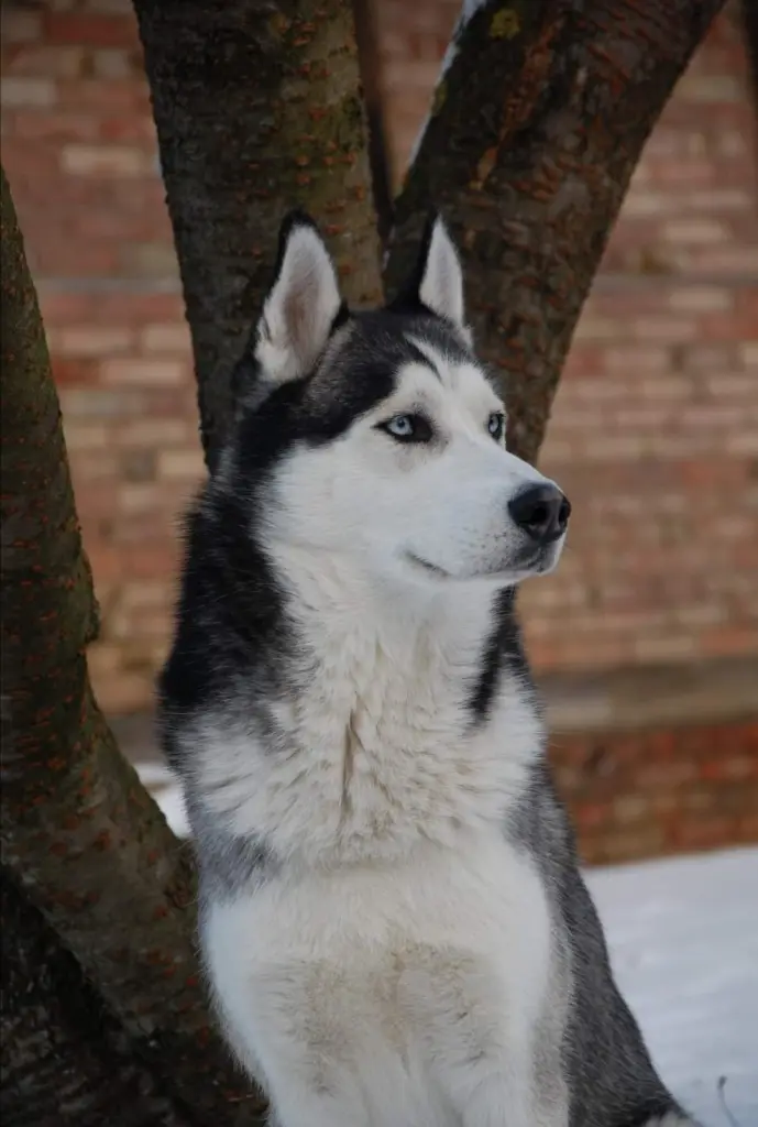 Condolence image of Candy 