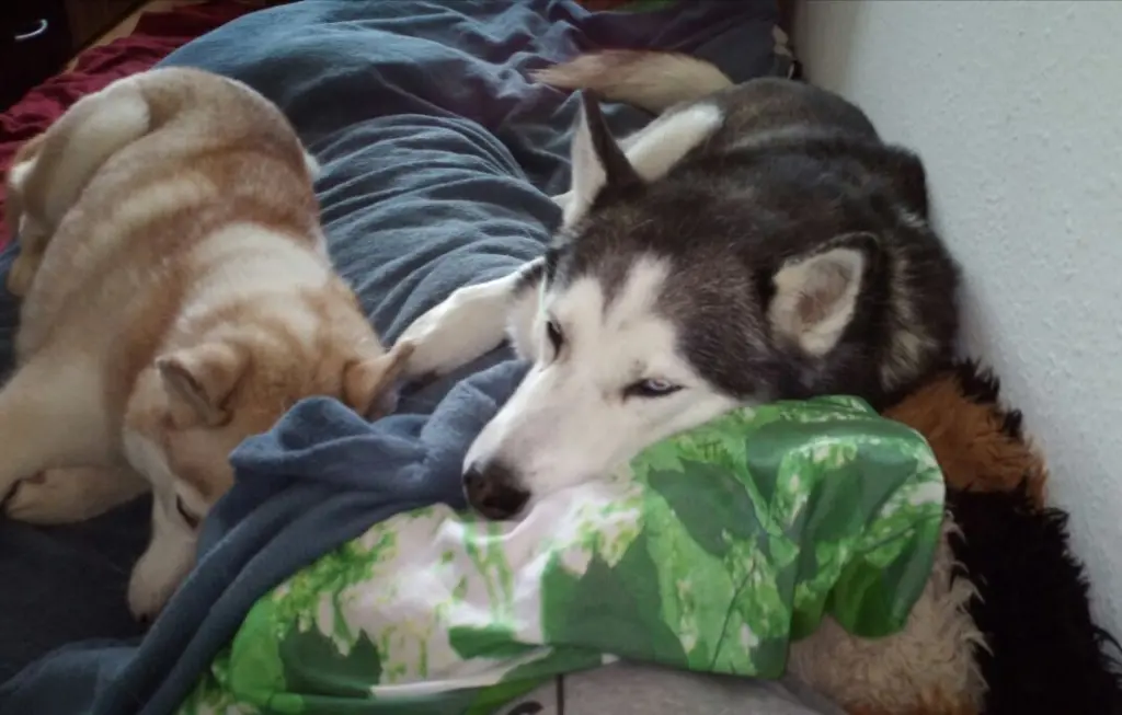 Condolence image of Candy 