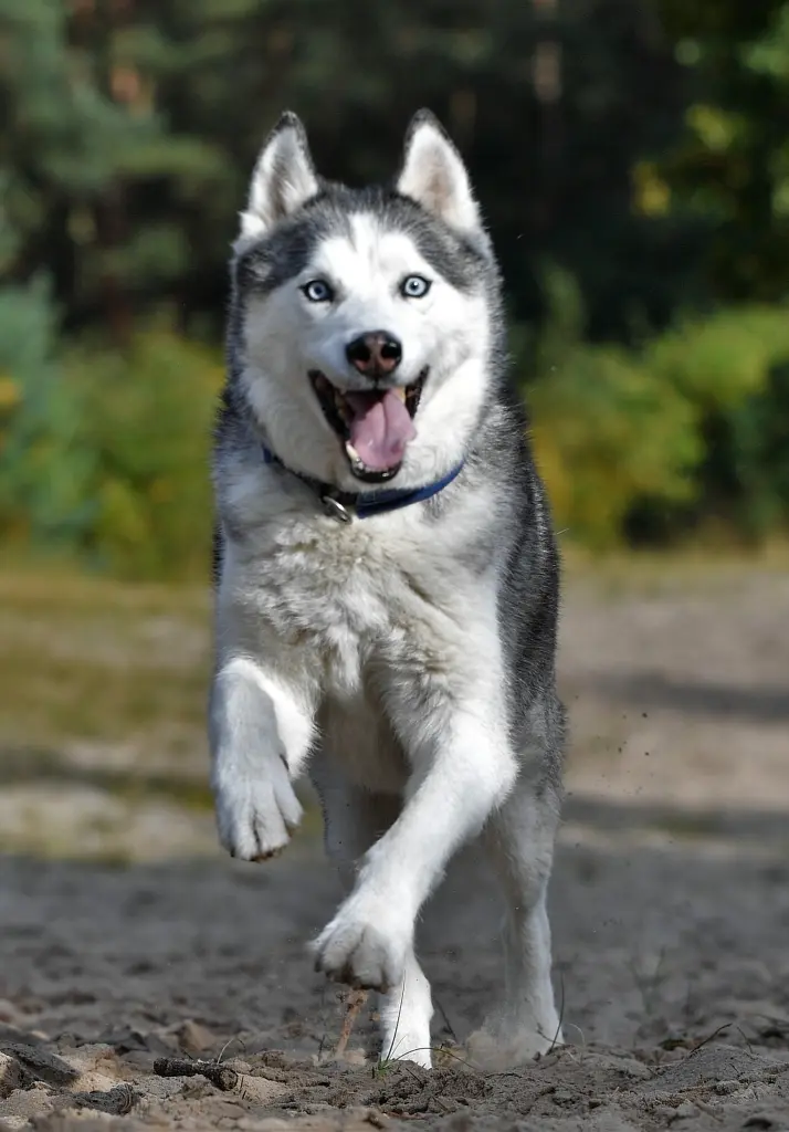 Condolence image of Candy