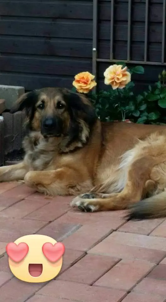 Image from Nala