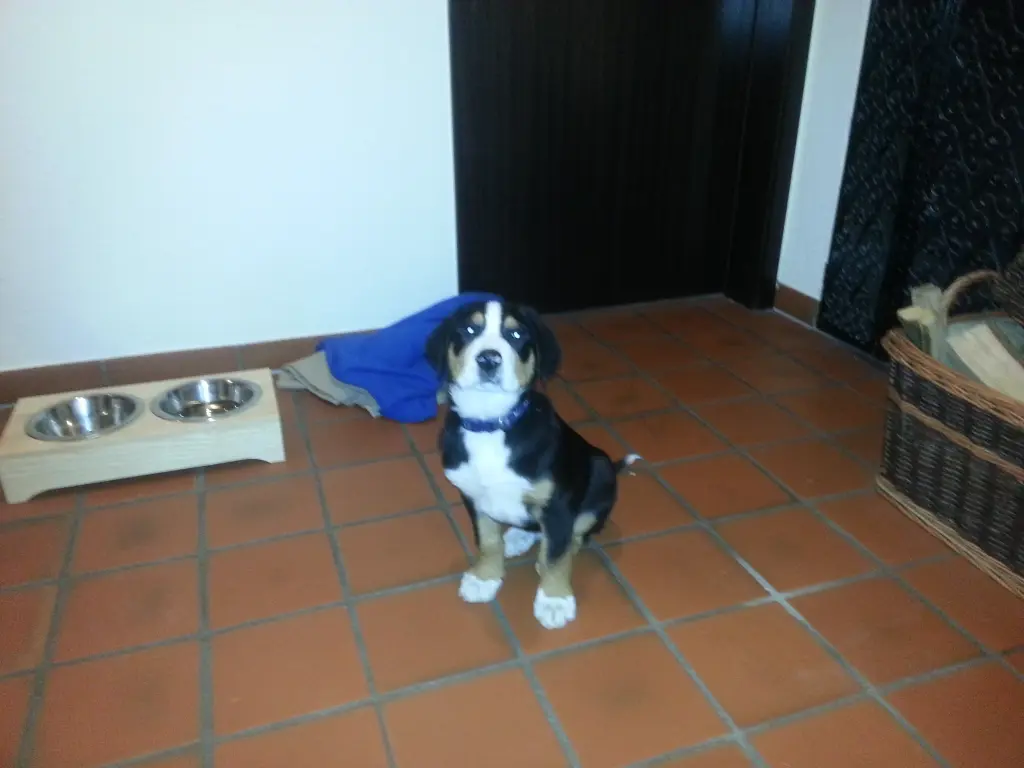 Image from Bosse