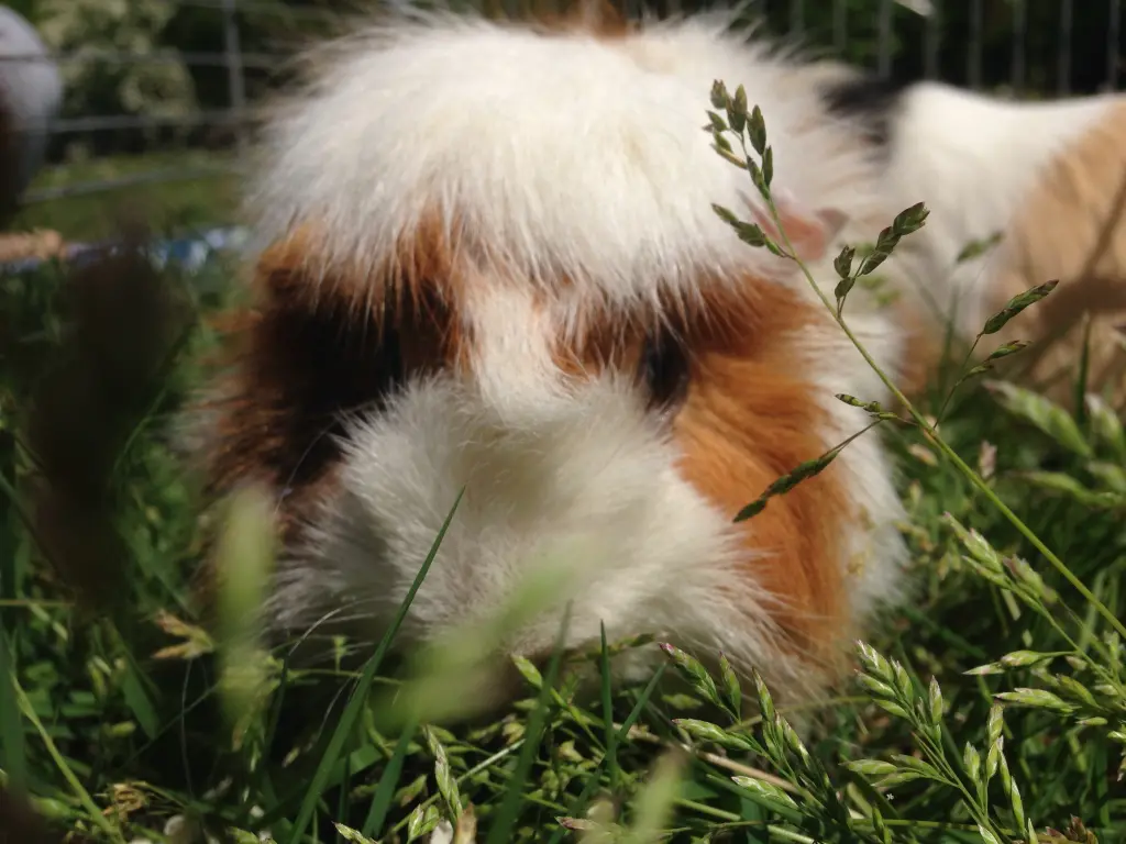 Image from Toffee