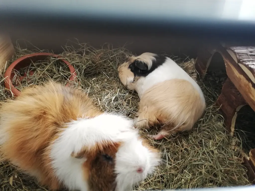 Image from Toffee