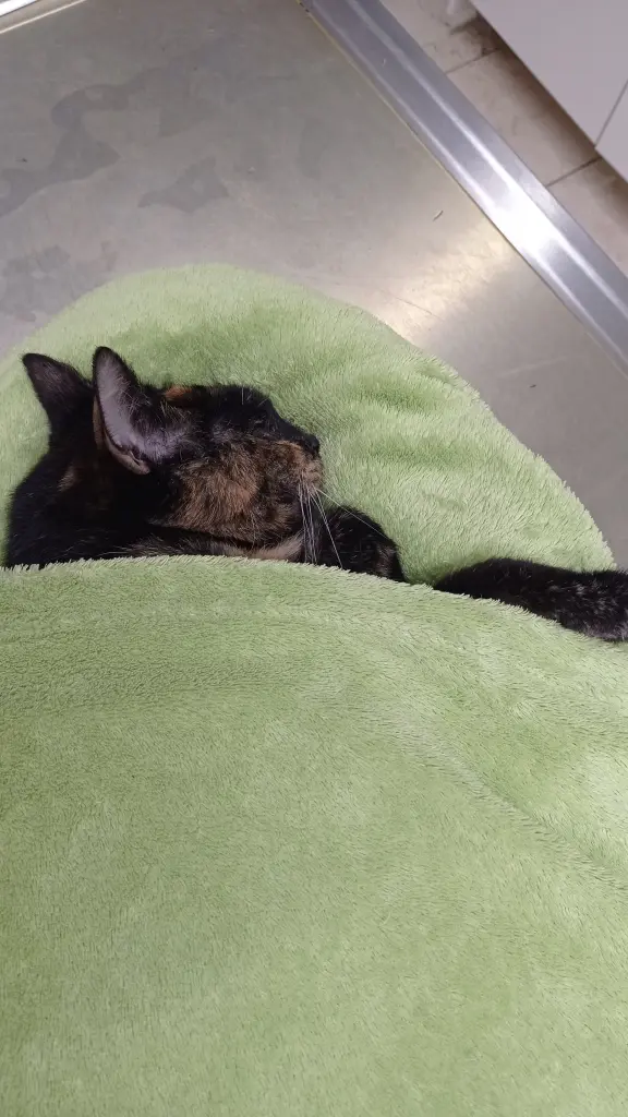 Image from Cleo