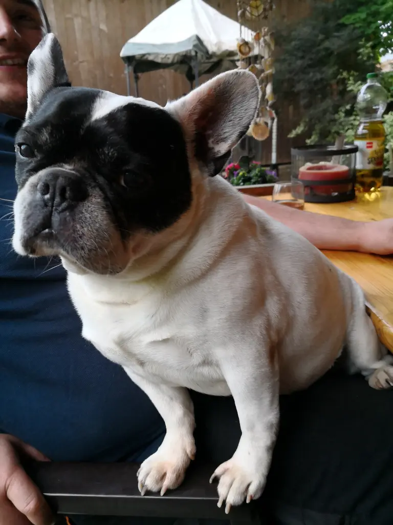 Image from Gismo