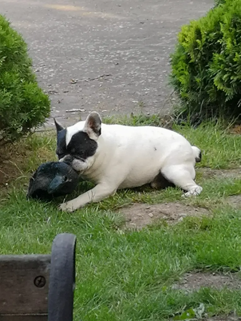 Image from Gismo