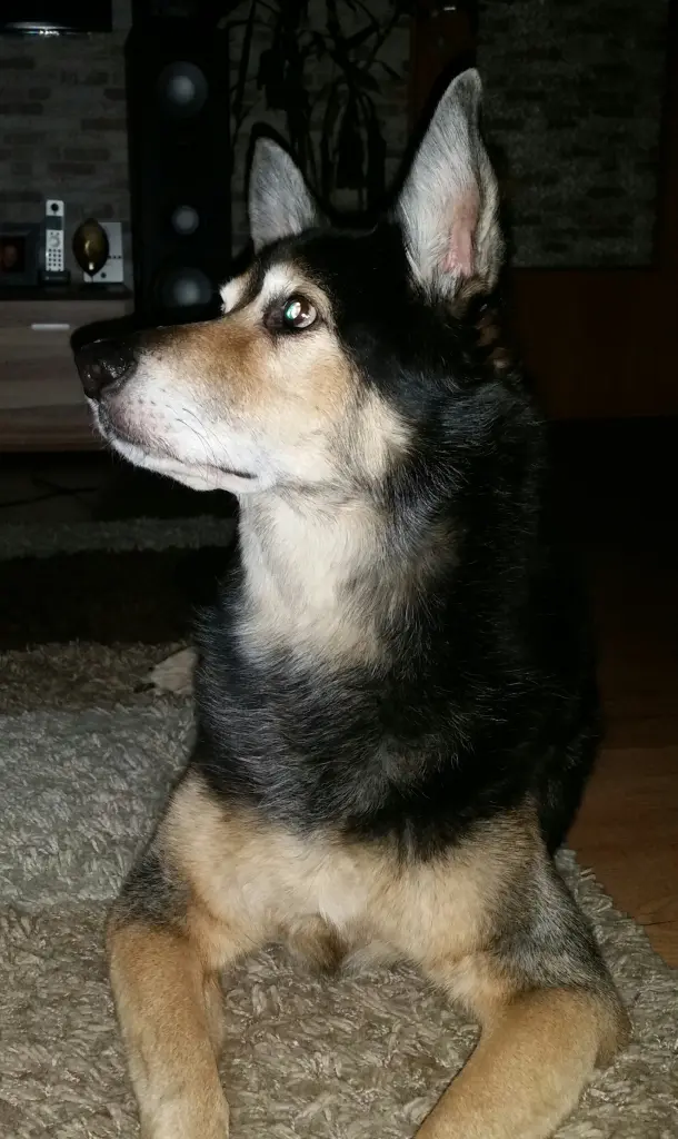 Image from Shaggy