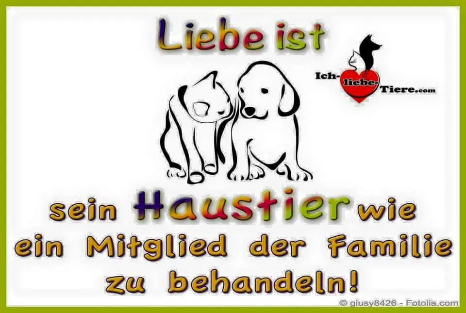 Image from Lassie