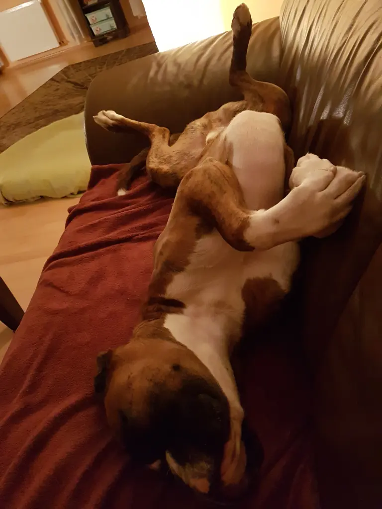 Andachtsbild von Karina und Jörg mit Floyd im ❤