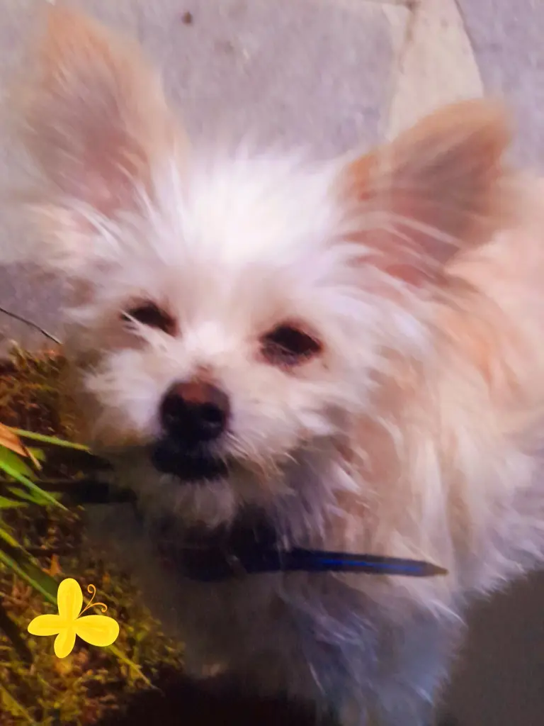 Image from Lady 