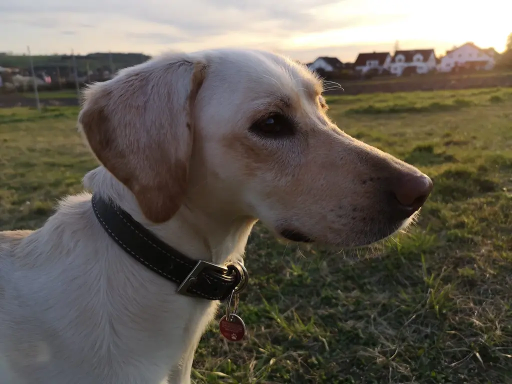 Image from Marley