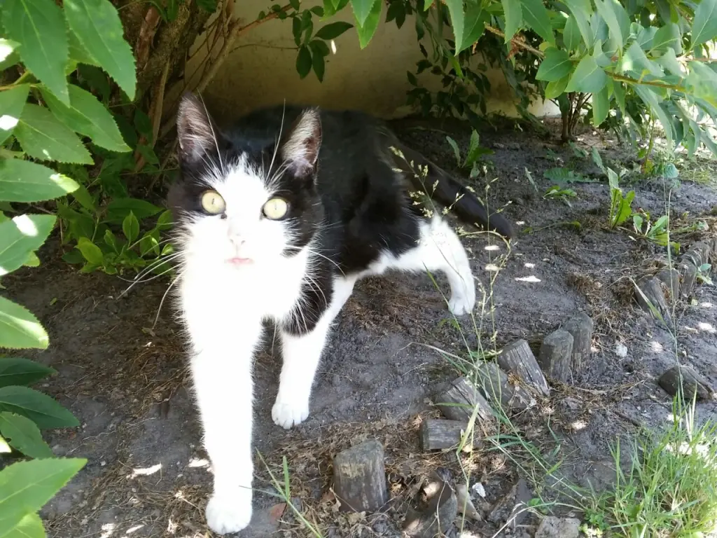 Image from Spike