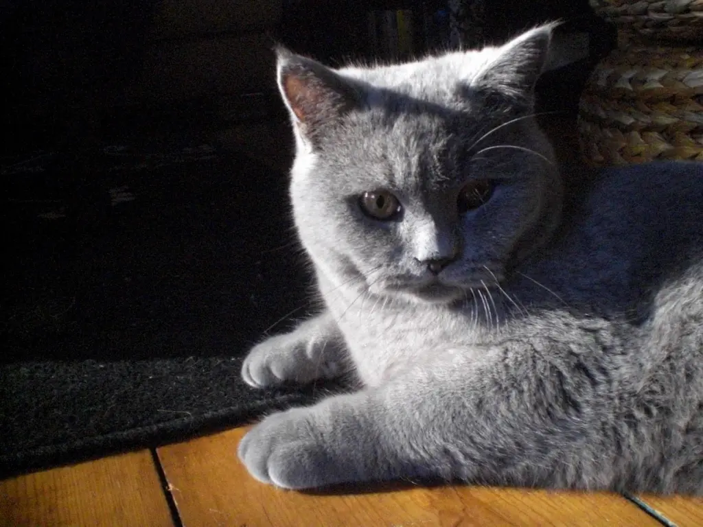 Image from Chewy