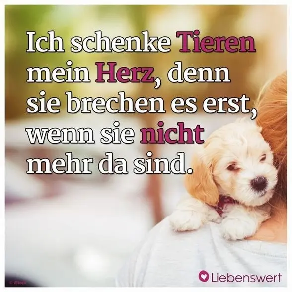 Condolence image of Ramona mit Rambo im ❤️