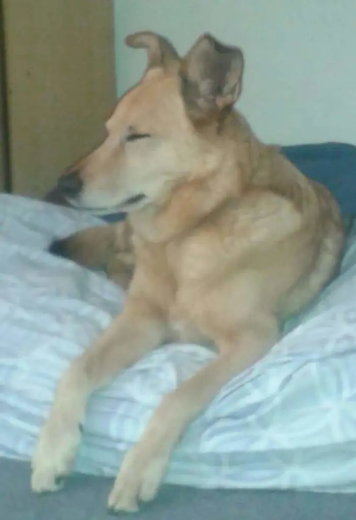 Image from Troja